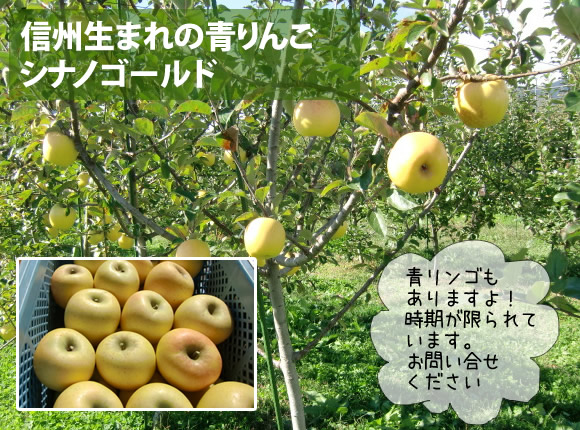 原りんご園のシナノゴールド