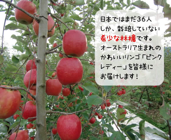 ピンクレディ