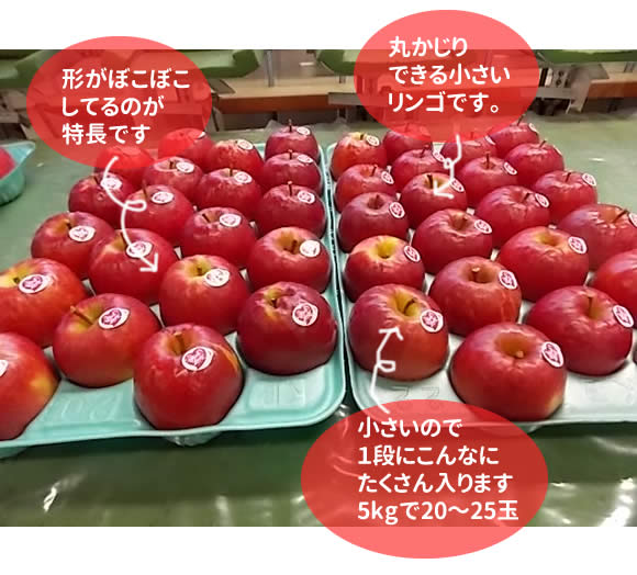 ピンクレディ