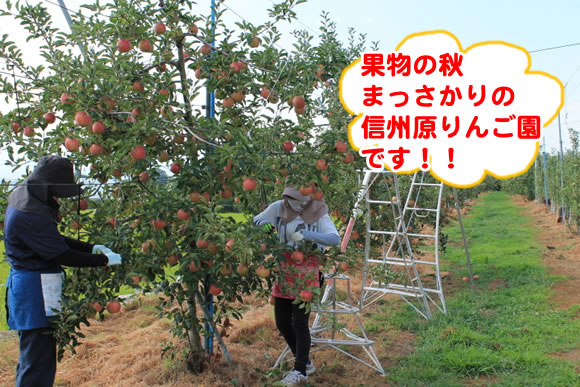 原りんご園旬のフルーツ詰め合わせ