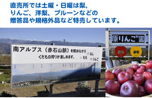 原りんご園旬のフルーツ詰め合わせ