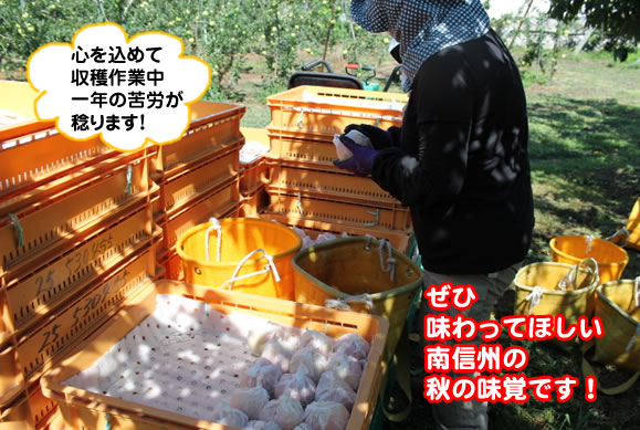 原りんご園旬のフルーツ詰め合わせ