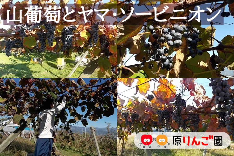 山葡萄ワイン 山葡萄ワイン「源(Hara)」