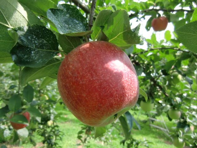 りんご（シナノレッド）収穫始まりました。桃狩りは１７日までです（＾＾）／【信州飯田松川・りんご通販の原りんご園】