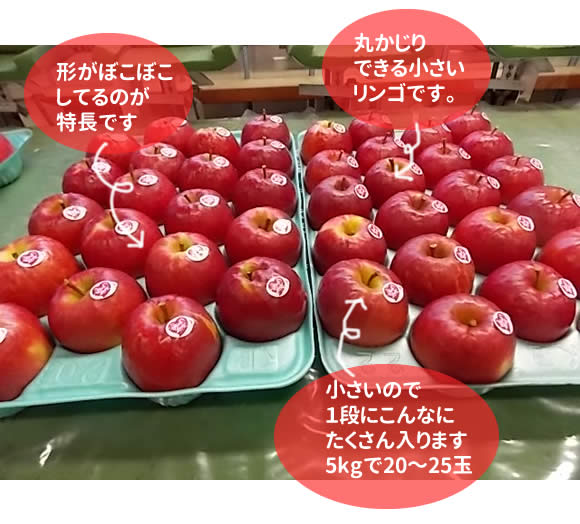 りんご界のスーパーアイドル ピンクレディー 信州飯田松川 りんご通販の原りんご園